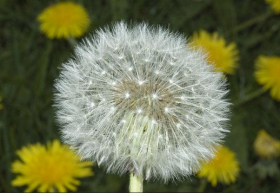 Taraxacum.PNG