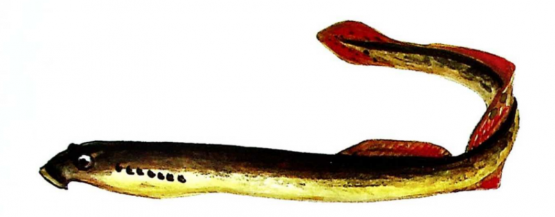 ფაილი:UKRAINULI SALAMURA.png