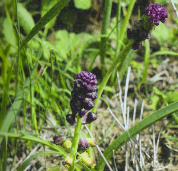 ფაილი:Muscari caucasicum (Griseb.) Baker.jpg