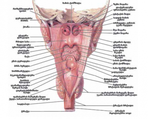 წარწერის ტექსტი