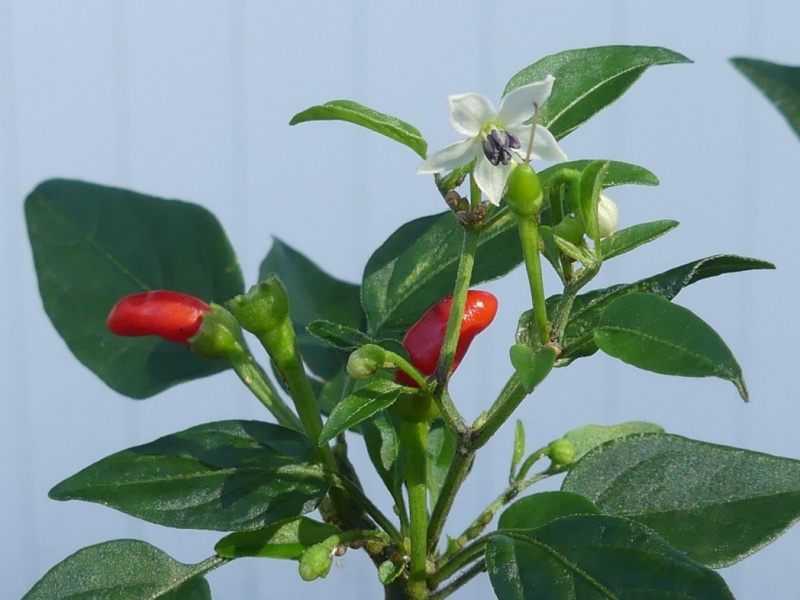ფაილი:Capsicum annuum.jpg