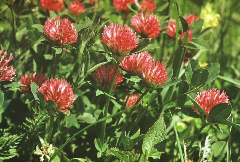 ფაილი:Trifolium pratense.jpg