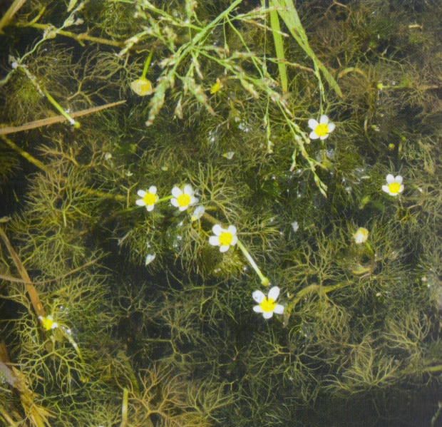 ფაილი:Wylis baia.jpg