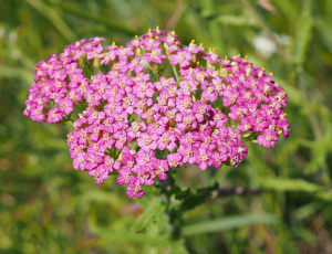 Achilleea.PNG