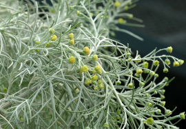 Artemisia.PNG
