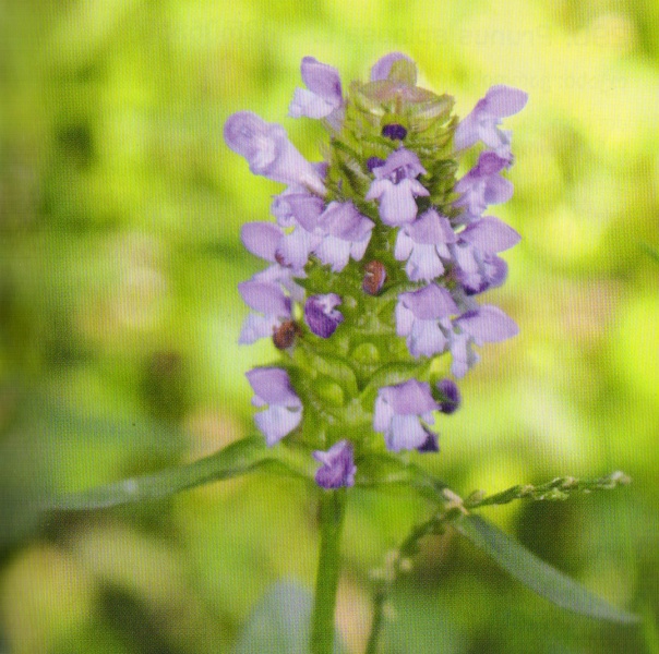 ფაილი:Gobiscxvira.jpg