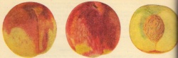 Amsdeni.jpg
