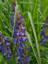 Galegaorientalis.PNG