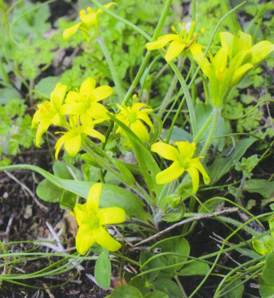 ფაილი:Gagea dubia.jpg