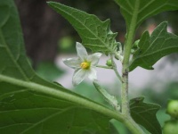 Solanum nigrum flower.jpg