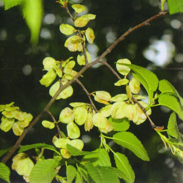 ფაილი:Patara Tela.jpg