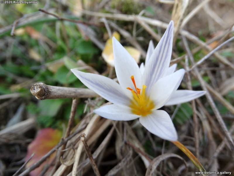 ფაილი:Krokus adami.jpg