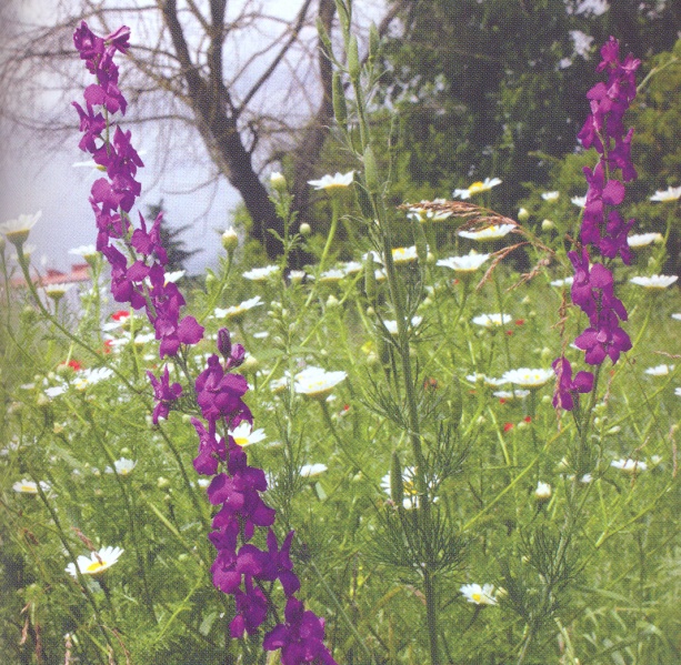 ფაილი:Yanis sosani.jpg