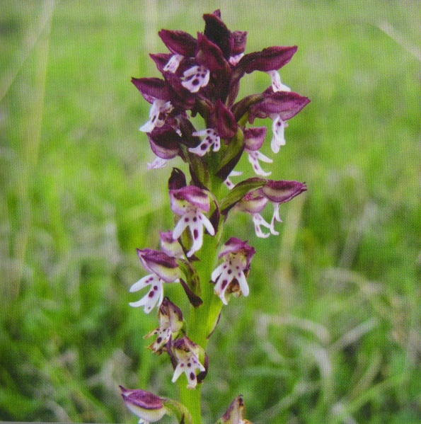 ფაილი:Orchis ustulata L..jpg