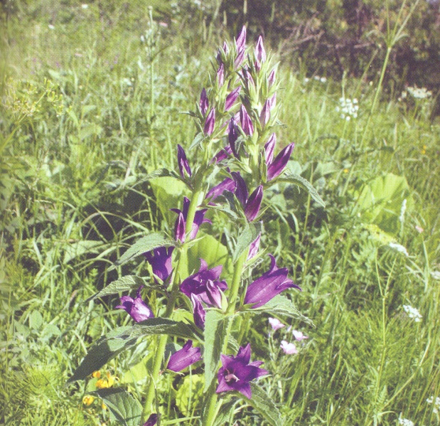 ფაილი:AloSa.jpg