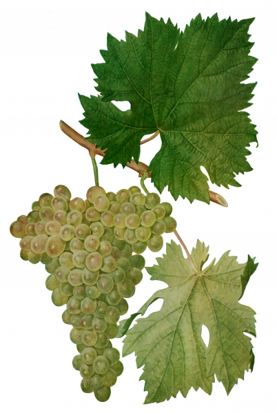 ფაილი:JavaxeTura.png