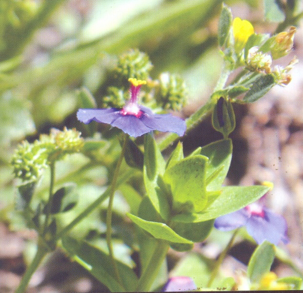 ფაილი:Saponela.jpg