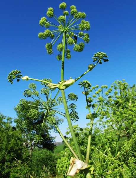 ფაილი:Archangelisa deccurens.jpg
