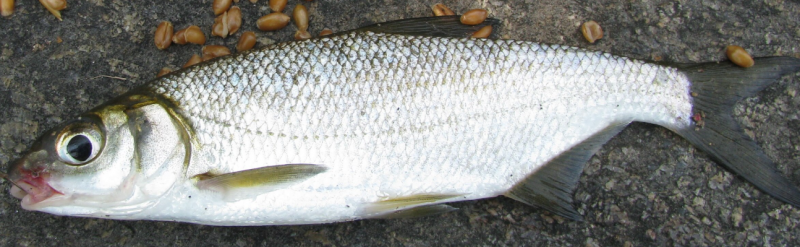 ფაილი:Mcire vimba.png