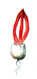 Sokoyvavila.PNG