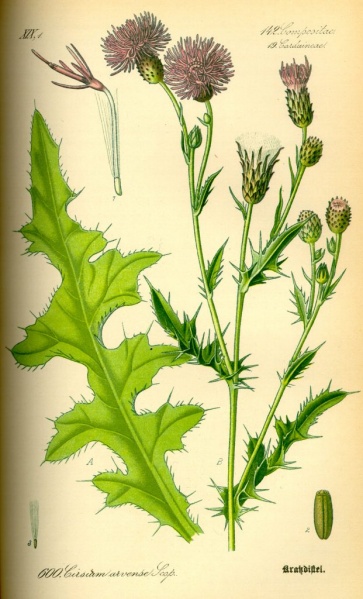 ფაილი:Illustration Cirsium arvense0-2-621x1024.jpg