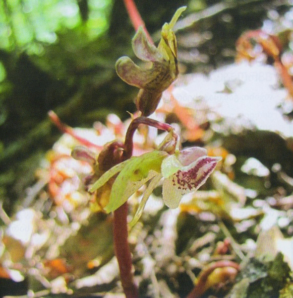 ფაილი:Epipogium aphyllum Sw..jpg