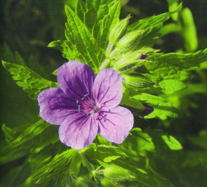 ფაილი:Geranium finitimum Woronow.jpg