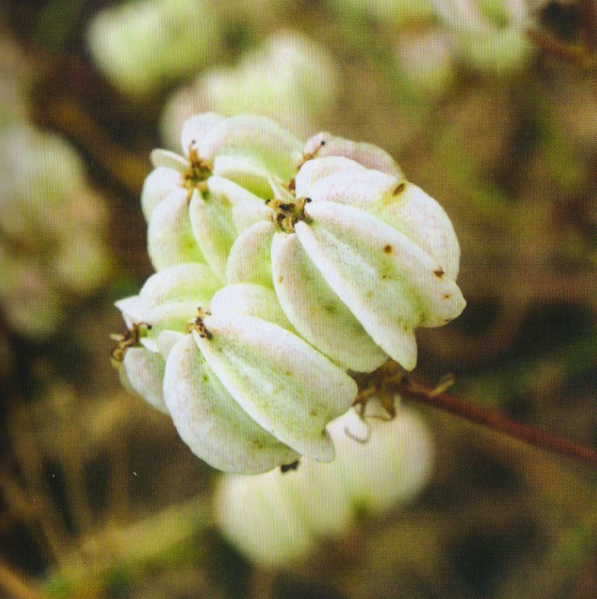 ფაილი:Pragnos farulacea (L.) Lindl..jpg