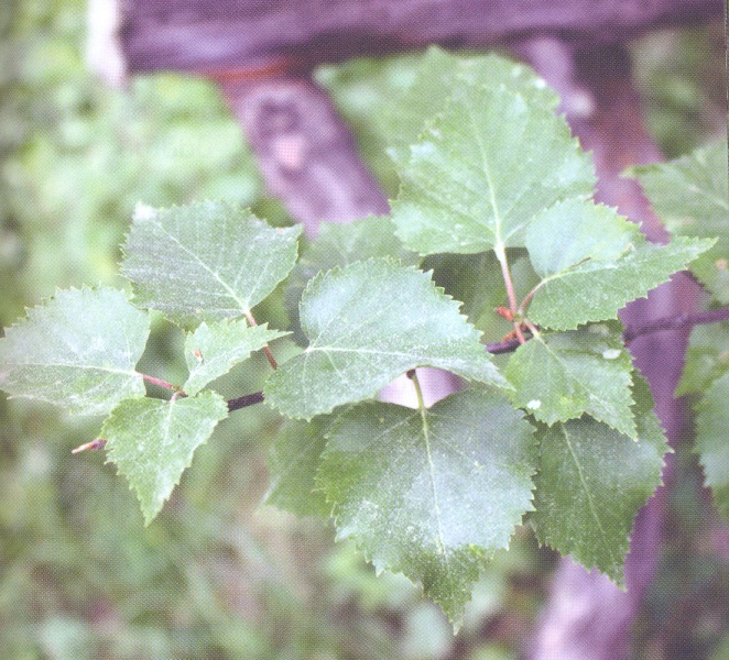 ფაილი:Savi aryi.jpg