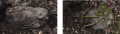 Goxnari 11.png