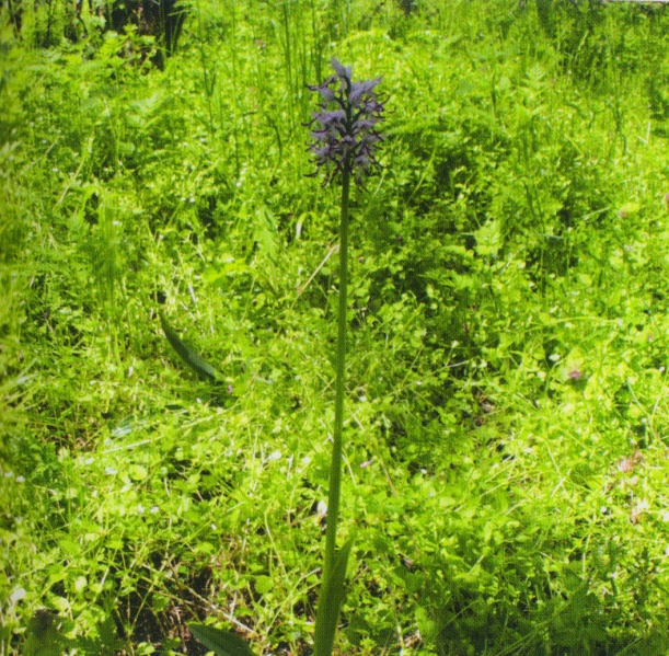 ფაილი:Orchis simian Lam..jpg