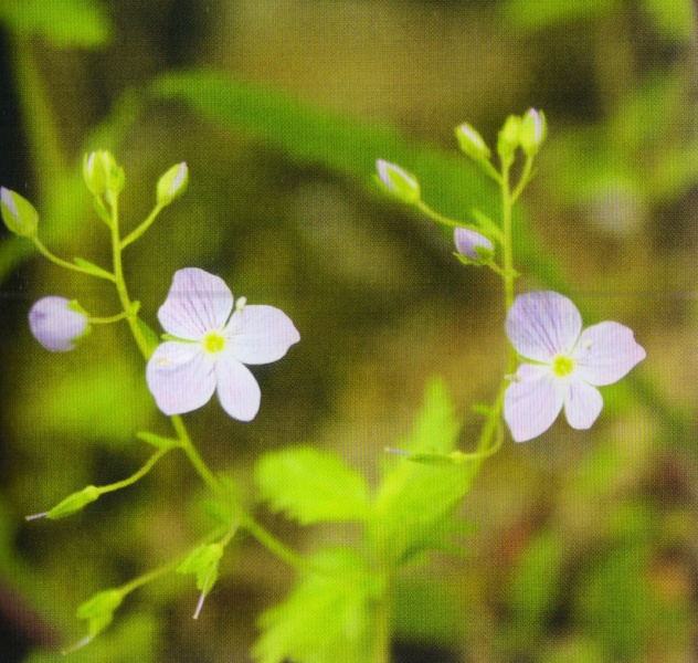 ფაილი:Veronica caucasica M. Bieb..jpg