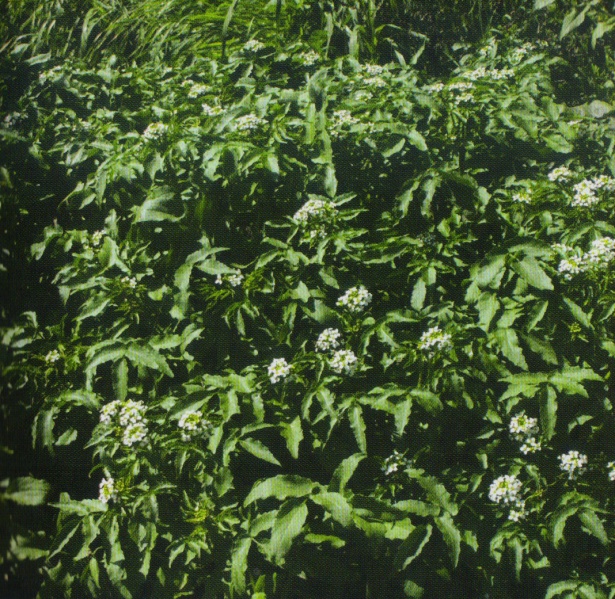 ფაილი:Wlis wiwmati.jpg