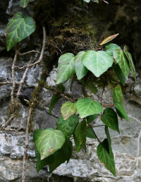 Hedera.PNG