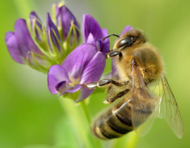 Apismellifera.PNG