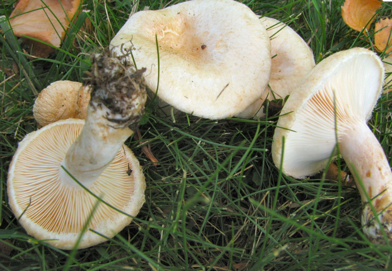 ფაილი:Tetri nabada soko.png