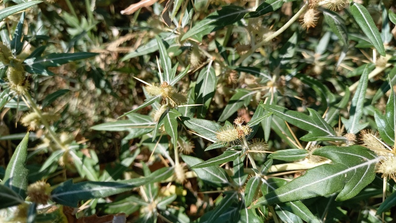 ფაილი:Xanthium spinosum L.jpg