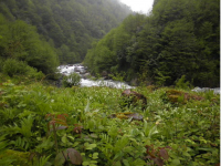 ასხის მასივი