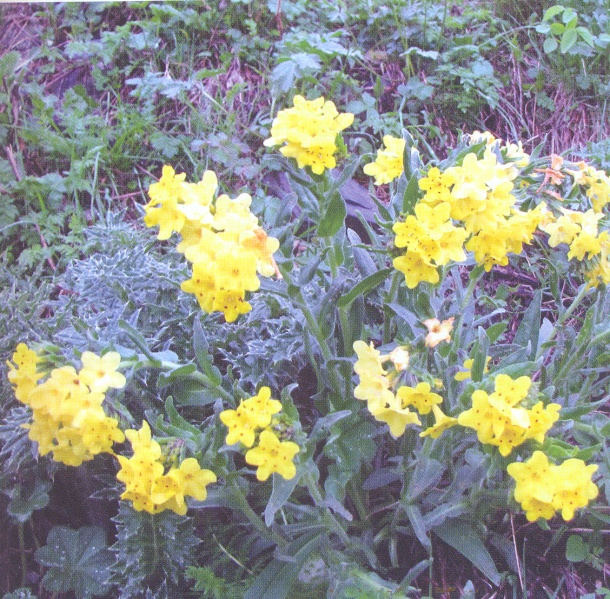 ფაილი:Arnebia pulchra Edm..jpg