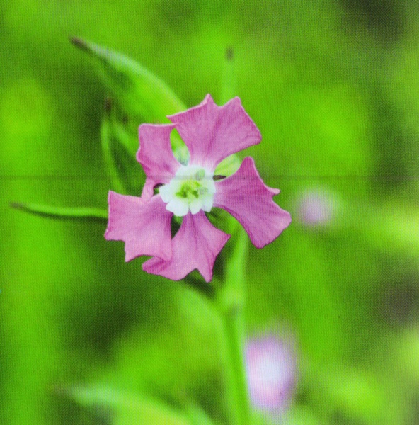 ფაილი:Silene conica.jpg