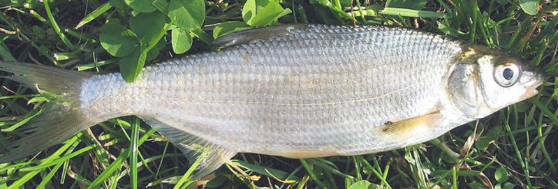 ფაილი:Vimba vimba.png
